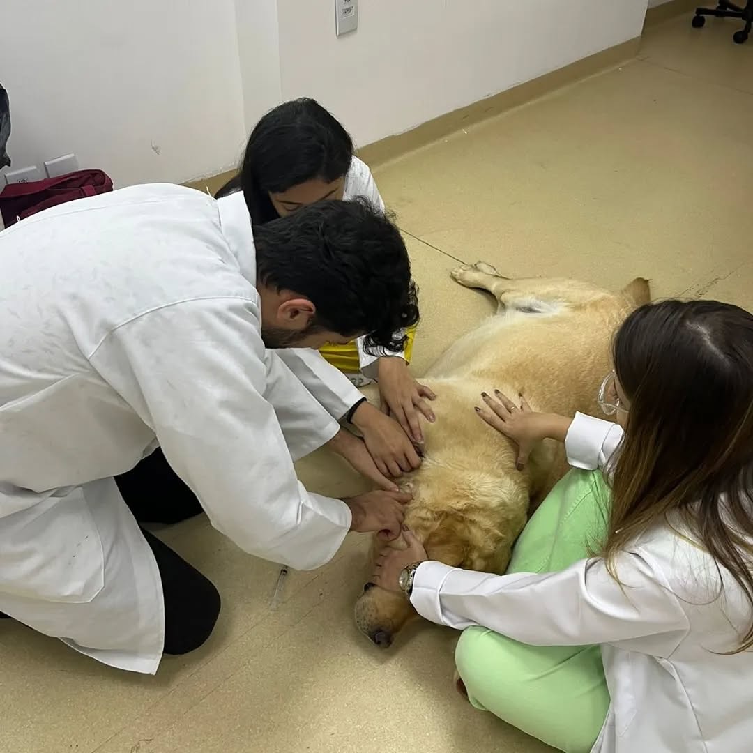 Análises Clínicas Veterinária